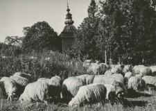 Powiększ zdjęcie Wypas owiec w Nieznajowej, w tle cerkiew; 1965 rok