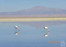 Powiększ zdjęcie Pustynia Atakama szmaragdowe wody Laguny Chaxa